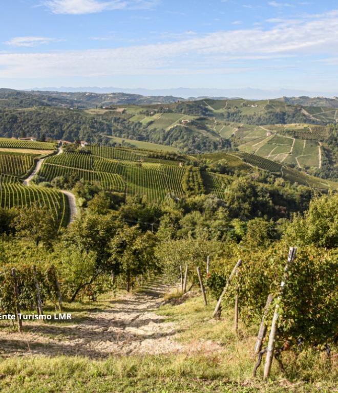 Piemont: Blick auf grüne Weinberge
